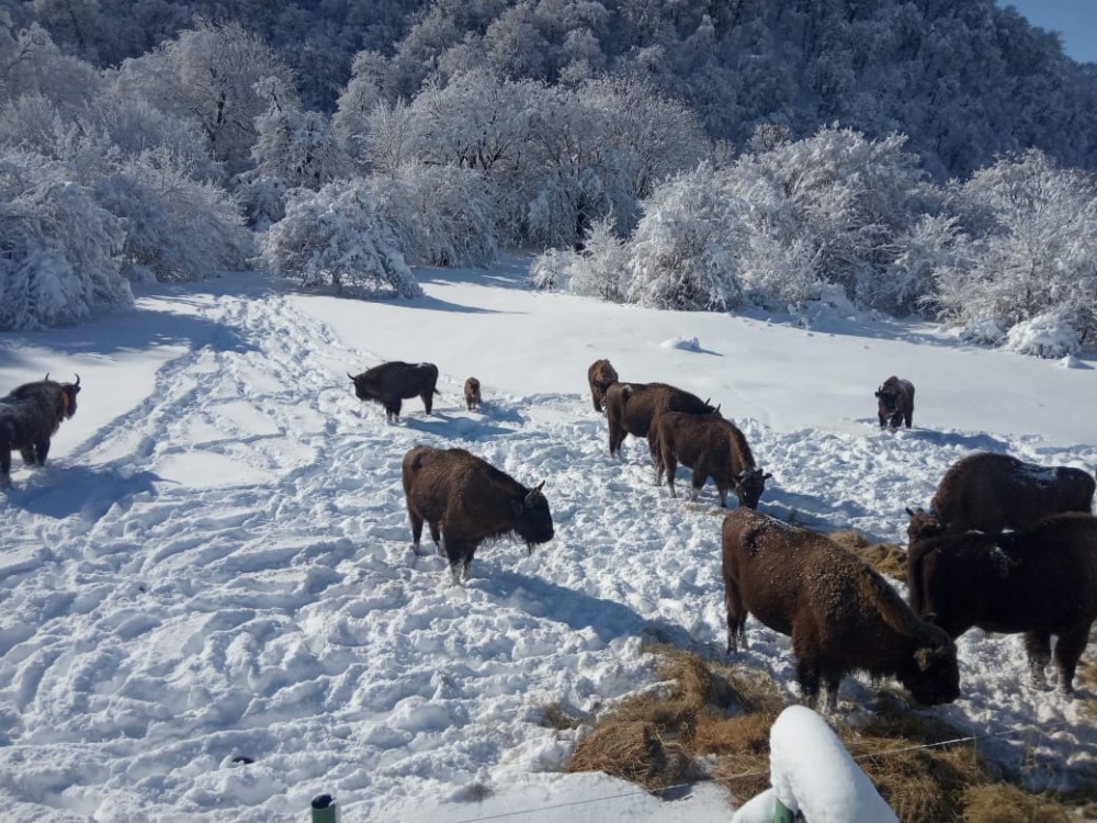 Azərbaycanın milli parklarından qar görüntüləri - FOTOLAR